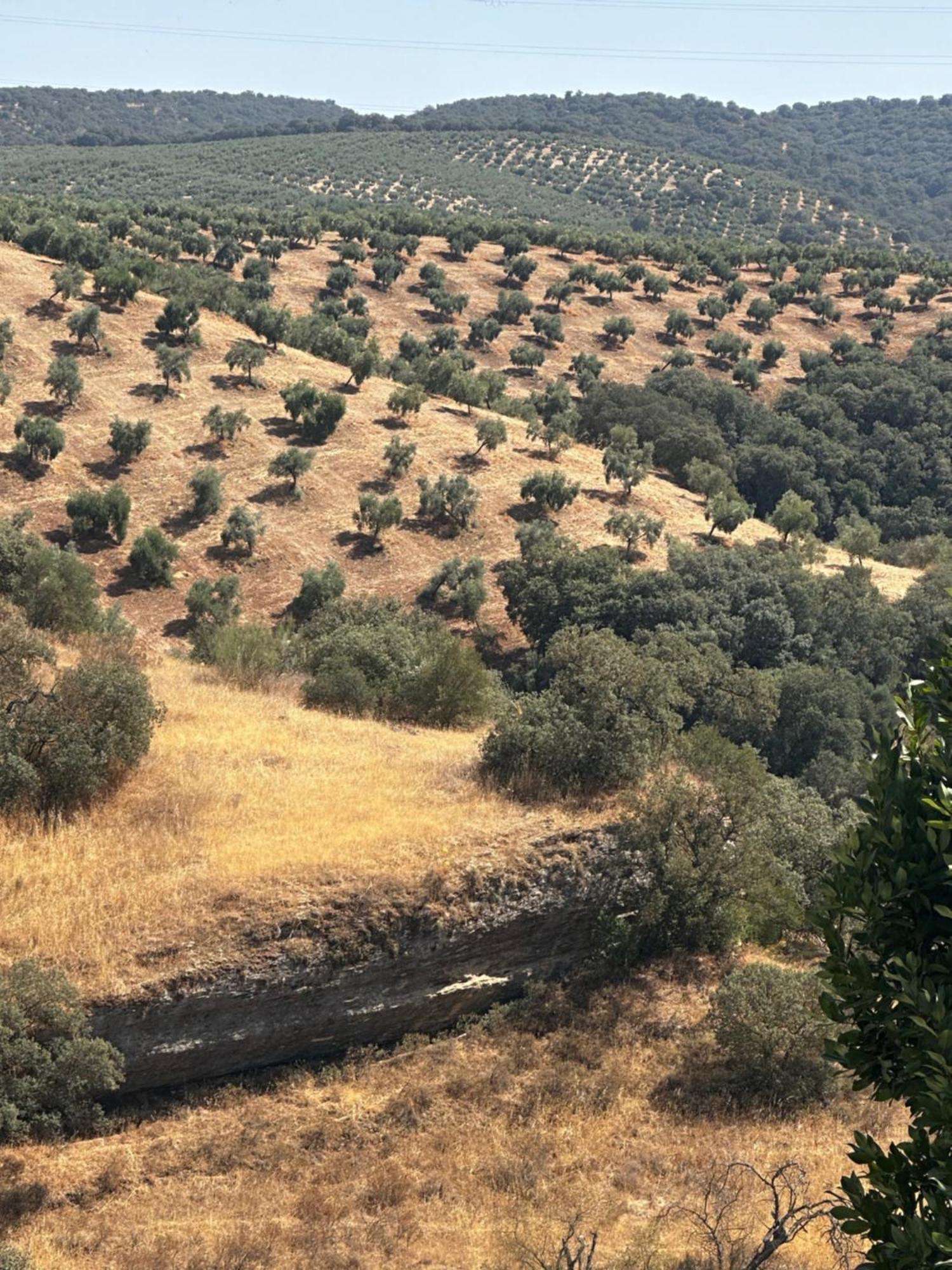 Casa Amapola Villa Setenil De Las Bodegas Dış mekan fotoğraf